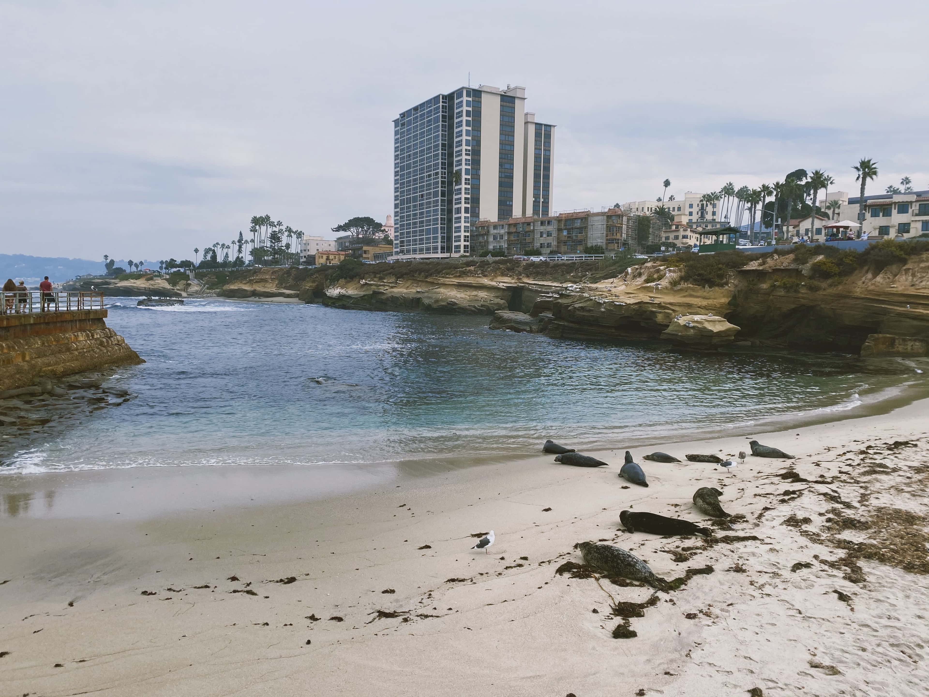 Seals resting on the San Diego shoreline